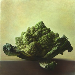 archimedes turtle (300dpi) 50 x 50